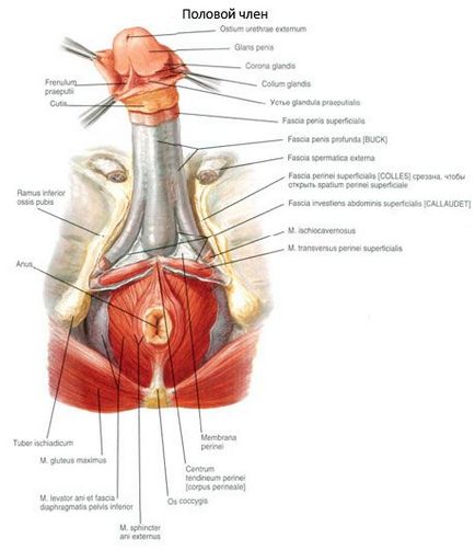 Organe genitale de sex masculin, competente în domeniul sănătății în ilive