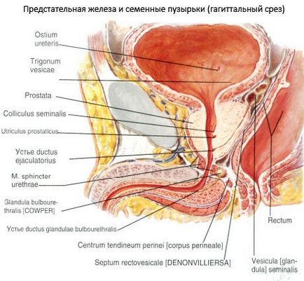 Férfi nemi szervek, az illetékes egészségügyi on iLive