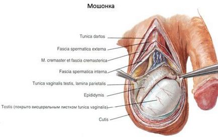 Чоловічі статеві органи, компетентно про здоров'я на ilive