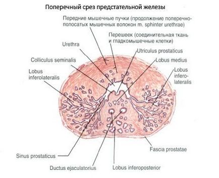 Organe genitale de sex masculin, competente în domeniul sănătății în ilive