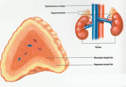 Glandele suprarenale - funcții și structură
