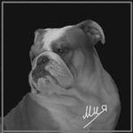 Construirea masei musculare - forum bulldogomane - file de buldog englezesc