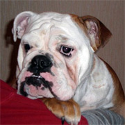 Construirea masei musculare - forum bulldogomane - file de buldog englezesc