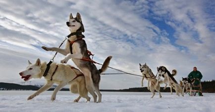 Sanie de câini în Karelia - turism în Republica Karelia