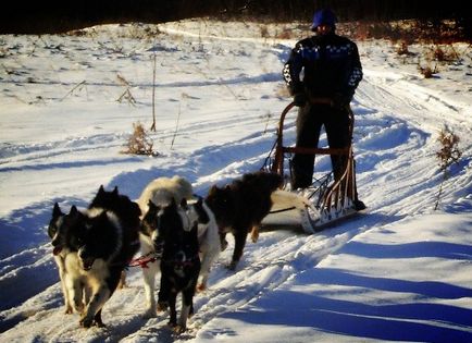 Sanie de câini în Karelia - turism în Republica Karelia