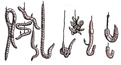 Гноївковий черв'як для риболовлі способи видобутку, розведення та зберігання