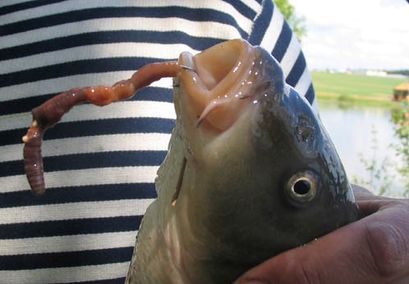 Гноївковий черв'як для риболовлі способи видобутку, розведення та зберігання