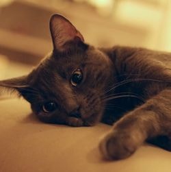 Нецукровий діабет у кішок, симптоми, лікування - все про котів і кішок з любов'ю