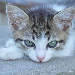 Non-diabetul la pisici, simptome, tratament - totul despre pisici și pisici cu dragoste