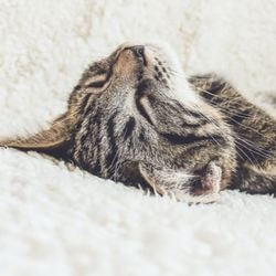 Non-diabetul la pisici, simptome, tratament - totul despre pisici și pisici cu dragoste