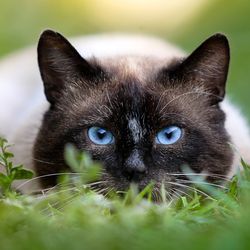 Diabetes insipidus macskáknál, tünetek, kezelés - szól macskák és macskák szeretettel