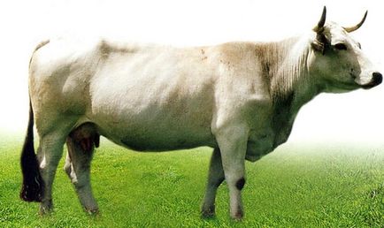 Aubrac (aubrak)