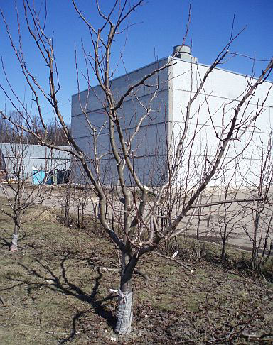 Tunderea pomilor fructiferi în primăvară