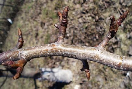 Tunderea pomilor fructiferi în primăvară