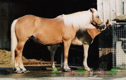 O revizuire a costumului suicidar al calului, descrierea și fotografia acestuia