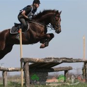 O revizuire a costumului suicidar al calului, descrierea și fotografia acestuia