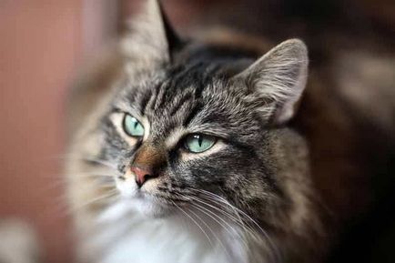 Ce pot spune schimbări în comportamentul pisicilor - germenii vieții