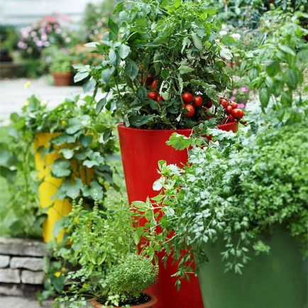 A veteményeskert az erkélyen - 20 tervezési ötletek növekvő zöldség és gyógynövények tartályban