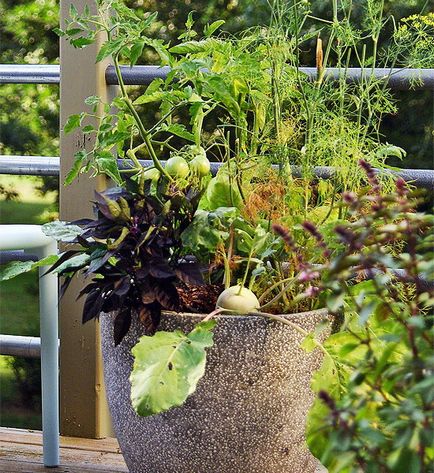 Зеленчукова градина на балкона - 20 проектни идеи за отглеждане на зеленчуци и билки в контейнери