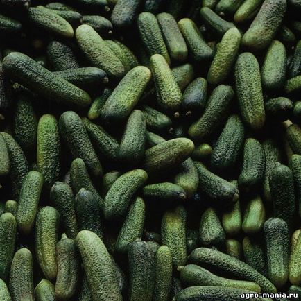 Cucumber dirigent f1 (250 semințe), semințe, îngrijire, plantare - îngrijire, udare, plantare, reproducere