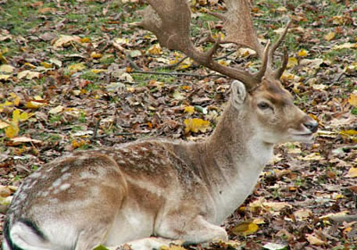 Deer, animalele noastre de companie