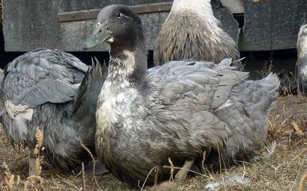 Ooo - fermă de păsări de curte kamyshlovskaya - creșterea și vânzarea de păsări agricole