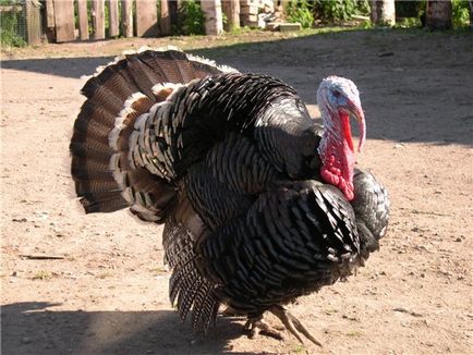 Ooo - fermă de păsări de curte kamyshlovskaya - creșterea și vânzarea de păsări agricole