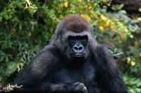 Опис горила, для веб майстра