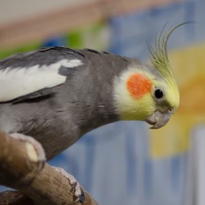Визначення статі Кореллі - попугайко