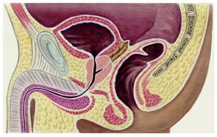 Determinarea dimensiunii normei și deviației glandei prostatei