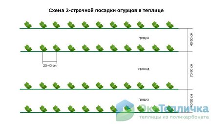 Optimális ültetési uborka üvegházban - ágyak tervek