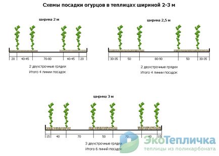 Schema optimă pentru plantarea castraveților în planurile de seră - paturi