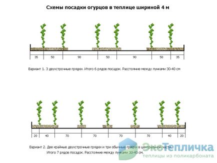 Schema optimă pentru plantarea castraveților în planurile de seră - paturi