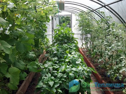 Optimális ültetési uborka üvegházban - ágyak tervek