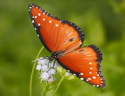 помаранчеві метелики