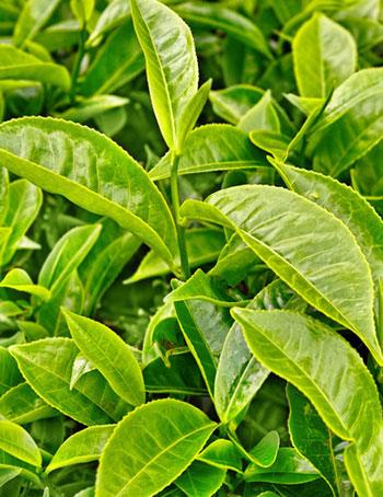 Combinație de pulbere organică, furnizor de ceai verde organic, producător organic
