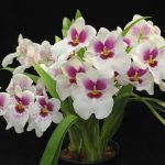 Orhidee de plantare, îngrijire și reproducere vanilie la domiciliu, fotografie