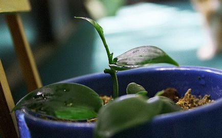 Orhidee de plantare, îngrijire și reproducere vanilie la domiciliu, fotografie