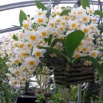 Vanília orchidea ültetés, gondozás és a reprodukció az otthoni, fotók