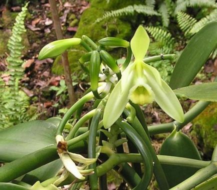 Орхідея ваніль посадка, догляд і розмноження в домашніх умовах, фото