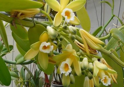 Orchid vanilie de îngrijire la domiciliu și caracteristici de acest gen