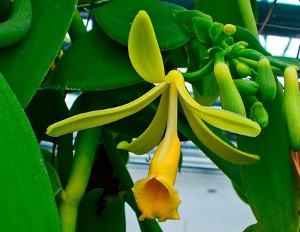 Orchid vanilie (vanilie orhidee) de îngrijire la domiciliu