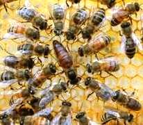 Огляд бджіл, огляд бджолиних сімей