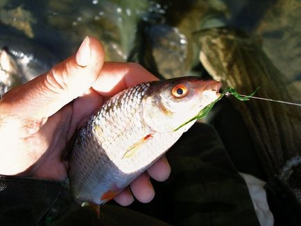 Caracteristicile prinderii peștilor pe algele filamentoase, Master Fisher