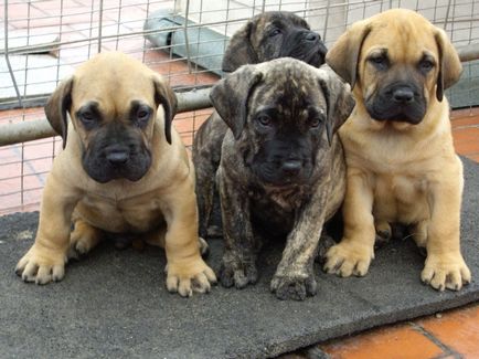 Caracteristicile de îngrijire și de formare a Canary Dane