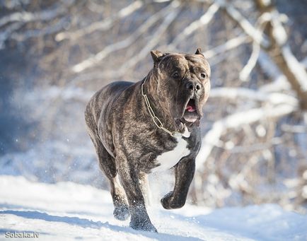 Caracteristicile de îngrijire și de formare a Canary Dane