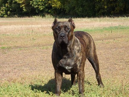 Caracteristicile de îngrijire și de formare a Canary Dane