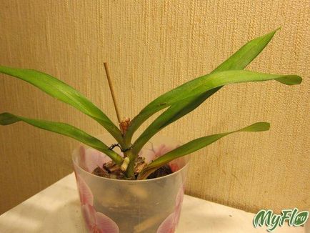 Відрощування коренів у орхідеї бурштинової кислотою це міф чи реальність