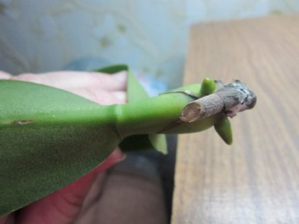 orchideák gyökerei növekszik egy borostyánkősav mítosz vagy valóság (orchidea meghal) orchideák gyökerei növekszik a borostyánkősav Mítosz vagy valóság