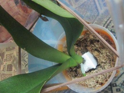 Cultivarea rădăcinilor în orhidee cu acid succinic este un mit sau o realitate